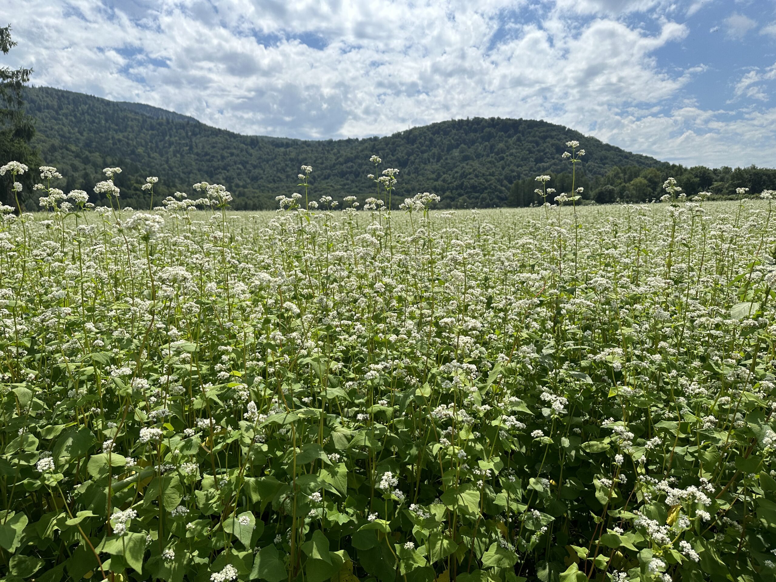 素材からこだわった、本格蕎麦粉をどうぞ。