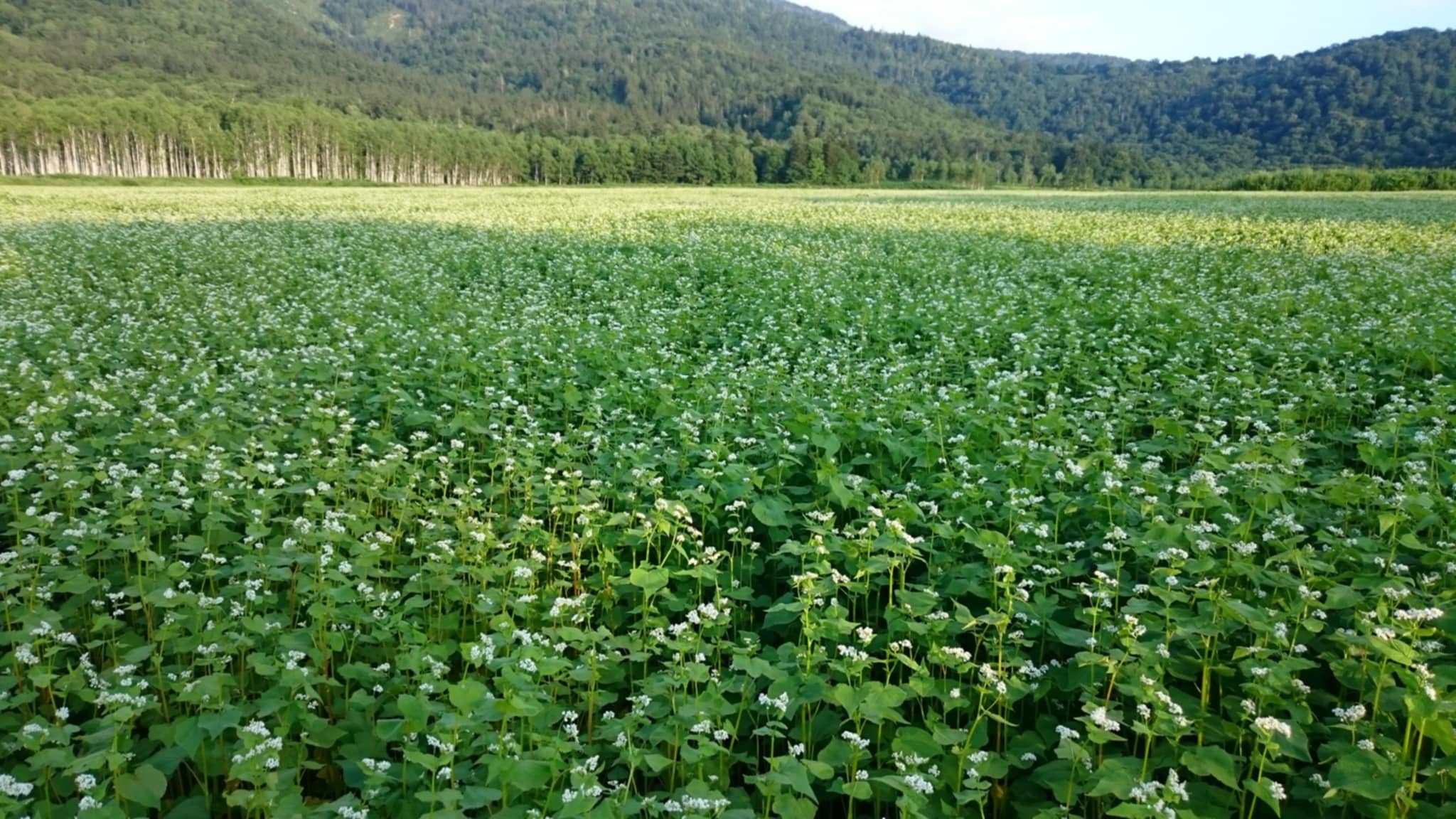 そば製粉所すずき