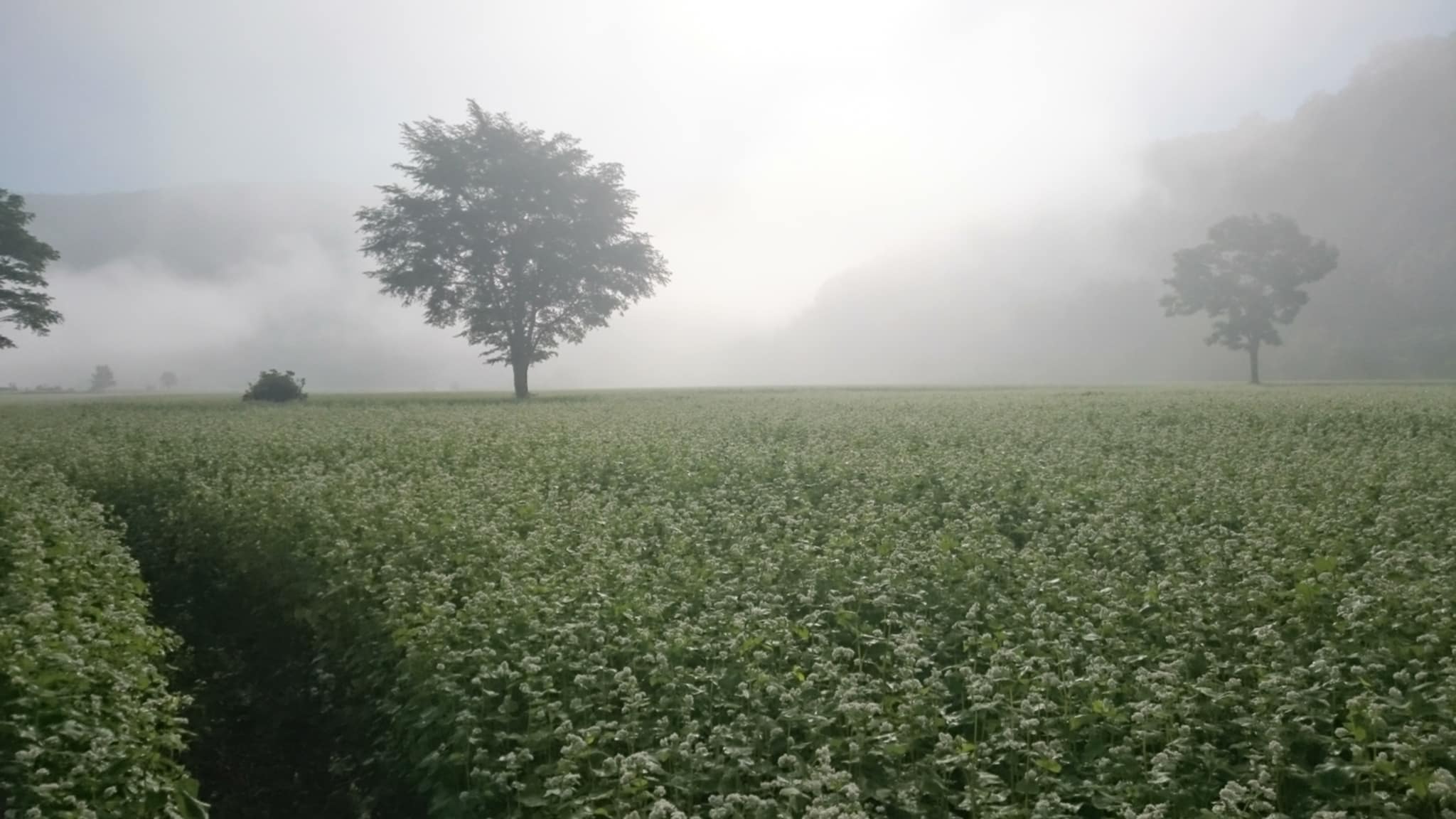 そば製粉所すずき
